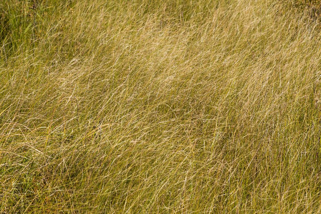 Grasses in the Fen, Pancake Bay Provincial Park, Ontario